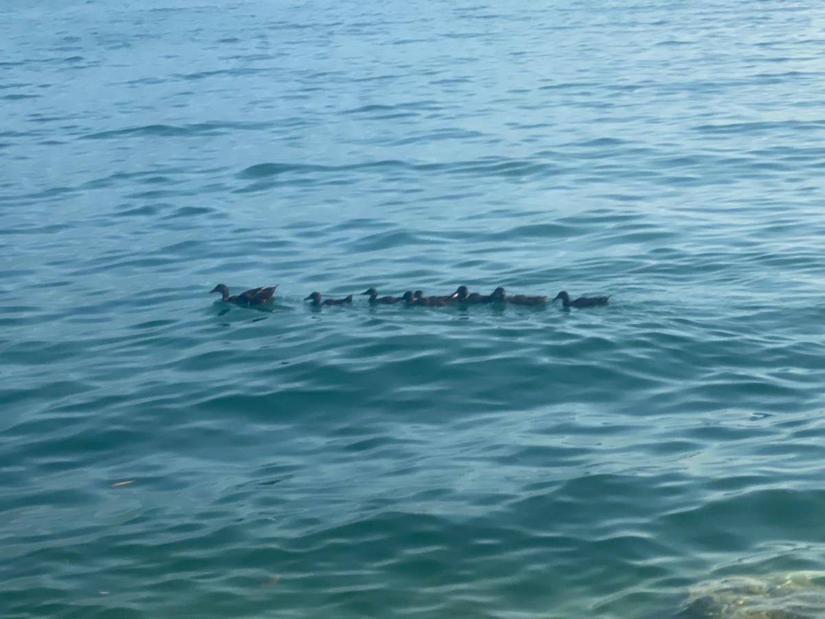 10 Minuti Dal Lago Di Garda E Da Gardaland Castelnuovo del Garda Eksteriør billede